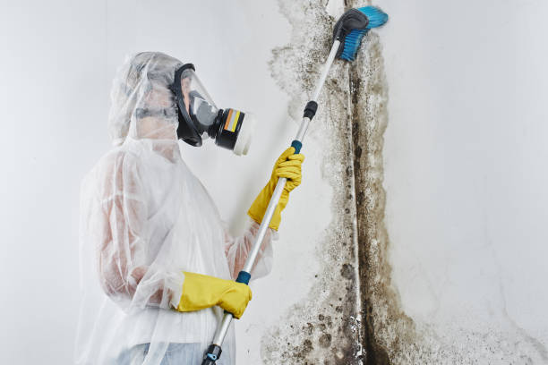 Best Emergency Mold Removal  in Montour Falls, NY