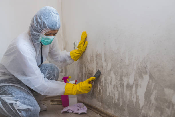 Mold Removal Process in Montour Falls, NY