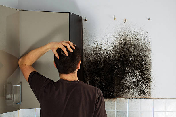 Best Crawl Space Mold Removal  in Montour Falls, NY