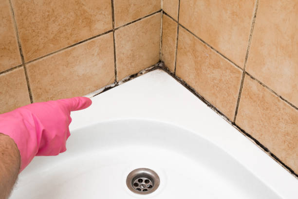 Best Toxic Mold Removal  in Montour Falls, NY